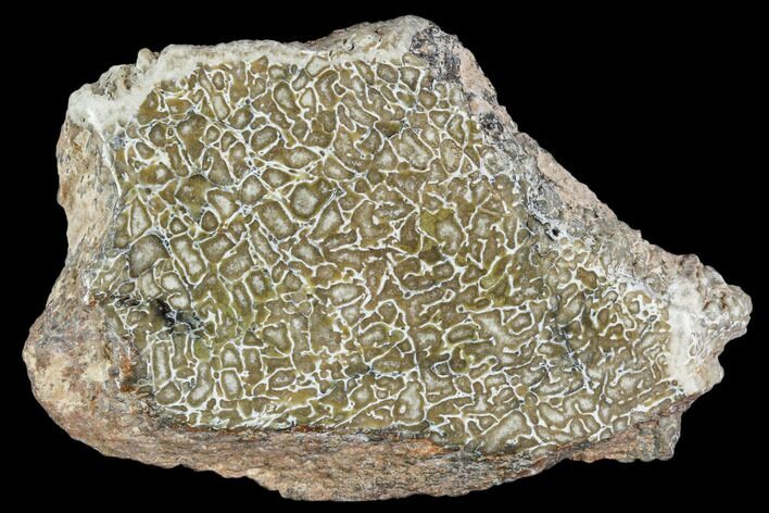 Polished Dinosaur Bone (Gembone) Section - Morocco #107169